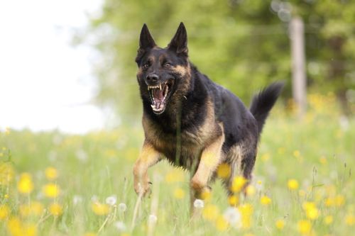 Aggressive german shepard dor run close with opened mouth and show teeth frontal