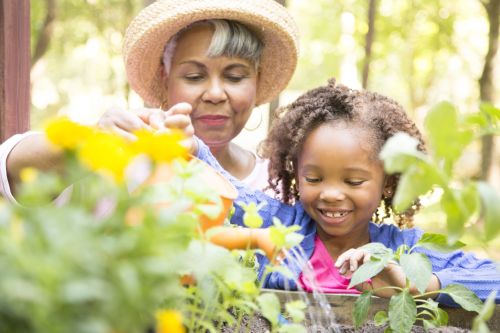 African descent grandmother and grandchild gardening in outdoor vegetable garden in spring or summer season. Concept for grandparents rights.